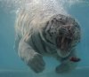 underwater-art-pictures1.jpg