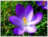 ____flower.jpg