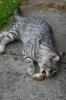 Cat eating a mouse.JPG