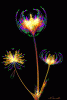 IMG_3925.GIF