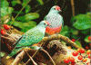 IMG_5254.GIF