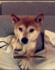 f69e8b56d3454bbc78af63eecee09c03.gif