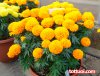 hat-giong-hoa-cuc-van-tho-my.jpg