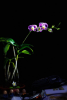 upload_2023-3-7_11-7-58.png