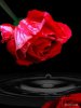 water_drop_flower_130.jpg
