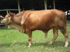 20812422_images1654896_boSimmental_CMS.jpg