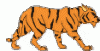 tiger.gif