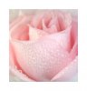 rose-hoahongdep17.jpg