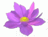 lotus1.gif