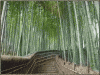 chan tinh.gif