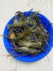 IMG_8077.jpeg