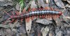 scolopendra-cataracta.jpg