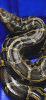 IMG_0094.png