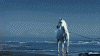 upload_2024-9-13_22-33-9.gif