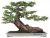 bonsai-3.jpg