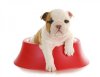 bulldog-en-plato-de-pienso.jpg