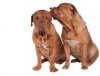 consejos_higiene_perros_-_limpieza_del_oido_1.jpg
