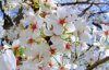 p1-spring-flower20-1.jpg