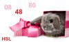 happy_new_year_rabbit_wallpaper.jpg