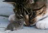 1515-toxoplasma.jpg