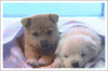 e08b710fc062897dc1ad52b1ab1cb567.gif