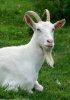 goat.jpg