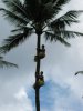 Samoa=stilleveraftering-c.jpg