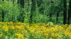 image.gif
