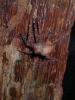 nhen-lot-xac.gif