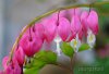 flower34.jpg