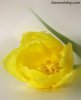 beautiful_flower51.jpg