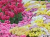 p1-spring-flower18.jpg