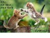 498d17a9_cats_13_1242309017.jpg