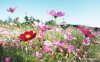 Blue_Sky_Flowers_HM020_350A.jpg