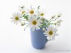 flower1735744.jpg