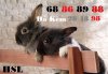 [wallcoo_com]_grey_rabbit_photo_wallpaper_83763.jpg