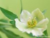flower353727.jpg