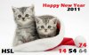 christmas-kitten-10027-400x250.jpg