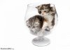 cute_cat129.jpg