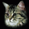 foto_13006.gif