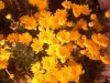 IMG0096A.jpg