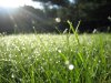 dew-wordpresscomok.jpg
