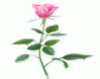 Picture3.gif