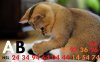 playful-cat-adorable-animal-animals-499x311.jpg