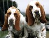 BassetHounds4.jpg