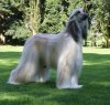 AfghanHound.jpg