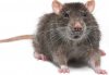 rat430x300.jpg