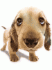 DOG.gif