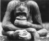 thinking_monkey.jpg