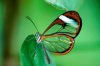 27533-clear%20wing%20butterfly.jpg
